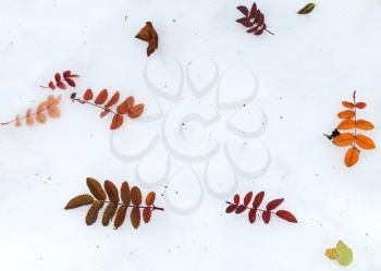 Natural background with bright colorful autumn leaves on fresh snow