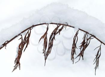 Winter nature fragment, arc of dry frozen grass covered with snow