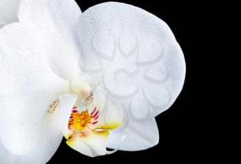 Phalaenopsis. White orchid flower macro shot with dew isolated on black background