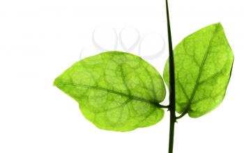 Macro photo of two green leaves on branch isolated on white