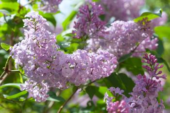 Nature summer background with branch of fresh lilac flowers