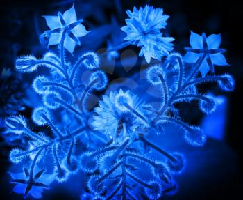 Blue Borage and cornflower flowers. Closeup stylized monochrome photo background