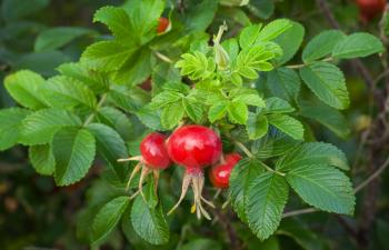 Red dog-rose berries with green leaves