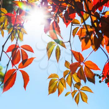 Colorful red and yellow autumn leaves in the sunshine with lens flare