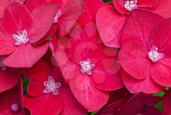 Macro photo of bright red hydrangea flowers