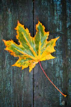 Colorful maple leaf lays on dark wet wooden surface. Macro photo