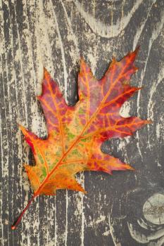 Colorful autumnal leaf on northern red oak lays on dark brown wooden surface
