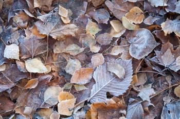 Autumnal leaves with frost lay on the ground in cold morning park