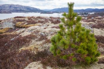 Small green pine tree growing on the stone coast in Norway