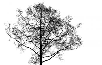 Black leafless tree photo silhouette on white background