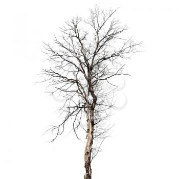 Dry dead tree isolated on white background