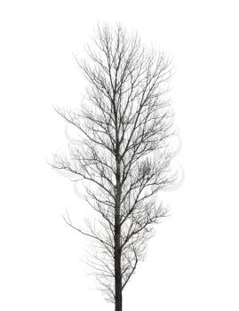 Tall poplar tree without leaves in winter isolated on white