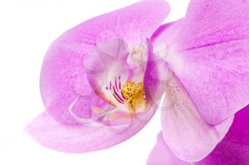 Macro photo of pink orchid flower isolated on white