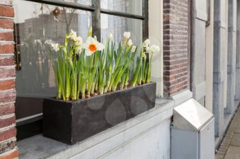 Narcissus flowers grow in wooden box on the windowsill in Amsterdam