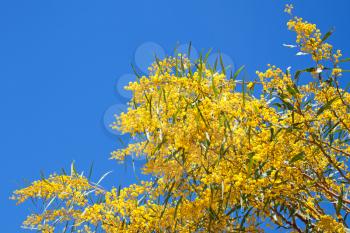 Bright yellow flowers of Golden wattle. Acacia pycnantha