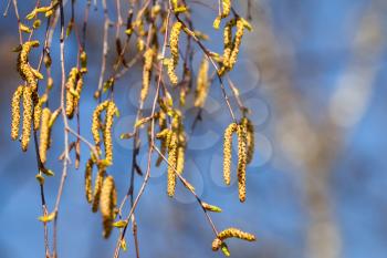 Macro photo spring birch buds on blue blurred background