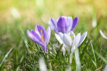 Colorful crocus flowers on the spring meadow, macro photo