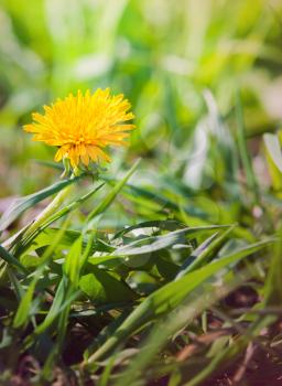 Yellow dandelion flower on the spring meadow