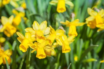 Closeup photo of yellow Narcissus flowers in the sunshine