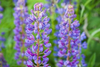 Blue lupine flowers on the meadow in summer 
