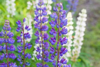 Colorful lupine flowers on the meadow in summer 