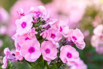 Pink phlox flowers in summer garden, macro photo