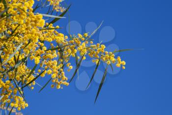 Flowers of Golden wattle. Acacia pycnantha macro photo
