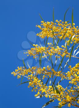 Yellow flowers of Golden wattle. Acacia pycnantha