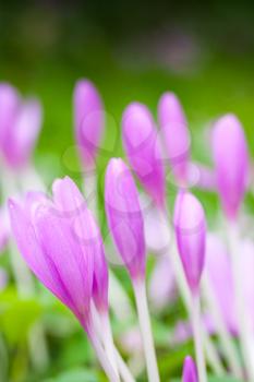 Crocus. Bright violet spring flowers on green meadow. Vertical macro photo with selective focus