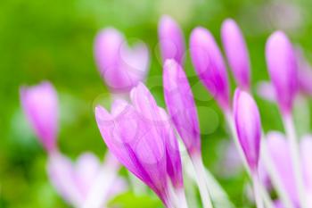 Crocus. Bright violet spring flowers on green meadow. Macro photo with selective focus