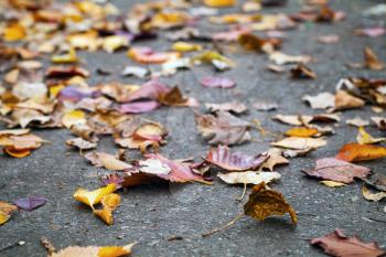 Fallen autumnal leaves lay on the urban asphalt road. Shallow depth of field