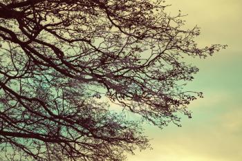 Bare tree branches over cloudy sky background, vintage toned photo with retro style tonal filter, instagram style