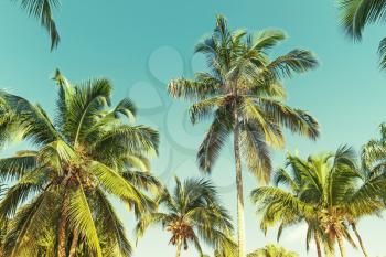 Coconut palm trees over clear sky background. Vintage style. Photo with old style green toned filter effect