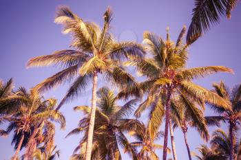 Coconut palm trees over clear sky background. Vintage style. Photo with old style purple toned filter effect