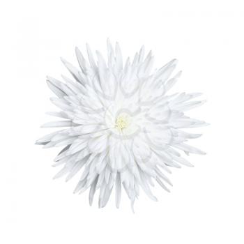 One Chrysanthemum flower isolated on white background, top view