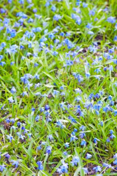 Scilla sibirica. Bright blue spring flowers background. Vertical photo with selective focus and shallow DOF