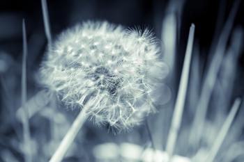 Dandelion flower with fluff, blue toned monochrome macro photo with selective focus