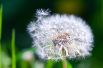 Dandelion flower with fluff, macro photo on dark green background with selective focus