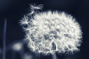 Dandelion flower with fluff, monochrome macro photo with selective focus