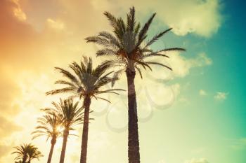 Palm trees and shining sun over cloudy sky background. Vintage style. Photo with colorful toned gradient instagram filter effect