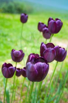 Dark purple tulip flowers grow on spring meadow, macro photo with selective focus