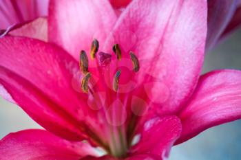 Bright pink lily flower fragment, macro photo with selective focus