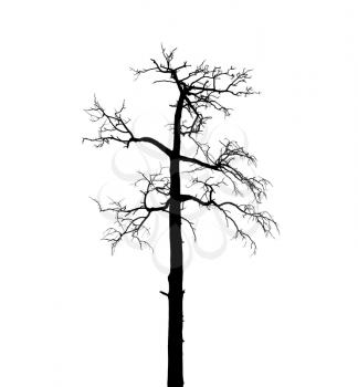 Dry dead European pine tree isolated on white background