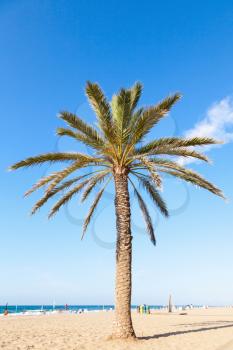 Palm tree grow on sandy beach in Spain
