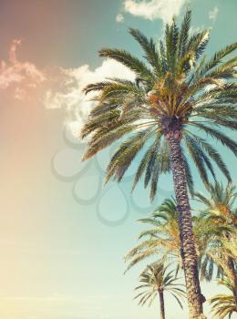 Palm trees over cloudy sky background. Vintage style. Photo with colorful toned gradient filter effect