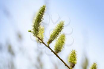 Fresh green tree flowers in spring forest. Macro photo with blurred blue background