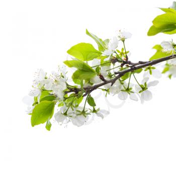 Apple tree branch with white flowers isolated on white background, square photo with selective focus