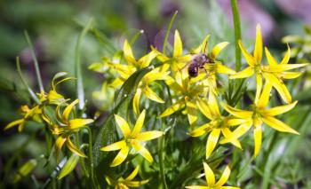 Bee on bright yellow flowers