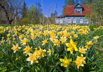 Abandoned field of narcissus flowers with old classical summer cottage in the background