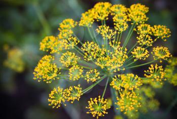 Close-up photo with shallow Depth of field of yellow dill flower umbels